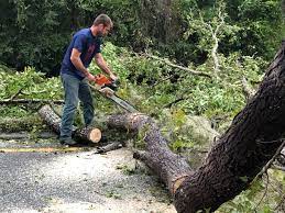 Best Tree Removal  in Campbelltown, PA